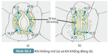 BÀI 30. TRAO ĐỔI NƯỚC VÀ CHẤT DINH DƯỠNG Ở THỰC VẬT MỞ ĐẦUCâu hỏi: Cây xanh không có một trái tim để bơm máu đi nuôi cơ thể như ở hầu hết động vật, vậy các chất cần thiết cho cơ thể (nước, chất khoáng và chất hữu cơ) được vận chuyển như thế nào trong cây?Đáp án chuẩn:Cây xanh lấy nước và các chất dinh dưỡng từ rễ cây, sau đó theo thân cây đi đến các cơ quan.I. SỰ HẤP THỤ NƯỚC VÀ CHẤT KHOÁNG TỪ MÔI TRƯỜNG NGOÀI VÀO RỄCâu hỏi: Quan sát hình 30.1, mô tả con đường nước và chất khoáng từ đất đi vào mạch gỗ của cây.Đáp án chuẩn:Nước và chất khoáng hòa tan trong đất được lông hút hấp thụ sẽ được vận chuyển đi qua vỏ rễ rồi vào mạch gỗ của cây.II. SỰ PHÁT TRIỂN CÁC CHẤT TRONG CÂYCâu hỏi: Đọc thông tin trong mục II kết hợp với quan sát Hình 30.2, thảo luận và hoàn thành theo mẫu Bảng 30.1.Đáp án chuẩn:Loại mạchHướng vận chuyển chủ yếuChất được vận chuyểnNguồn gốc của chất được vận chuyểnMạch gỗtừ rễ, vận chuyển lên thân và lá câynước và chất khoáng hòa tantừ môi trường ngoàiMạch râytừ lá cây được vận chuyển theo mạch rây đến các nơi cần sử dụngchất hữu cơđược tổng hợp từ láIII. QUÁ TRÌNH THOÁT HƠI NƯỚC Ở LÁ1. Hoạt động đống, mở khí khổngCâu hỏi: Quan sát hình 30.3 mô tả quá trình thoát hơi nước qua khí khổng và cho biết độ mở của khí khổng phụ thuộc chủ yếu vào yếu tố nàoĐáp án chuẩn:- Thoát hơi nước: Khi no nước, thành mỏng của tế bào khí khổng căng ra → thành dày cong theo → khí khổng mở ra. Khi mất nước, thành mỏng hết căng và thành dày duỗi thẳng, khí khổng đóng lại.- Độ mở khí khổng phụ thuộc vào hàm lượng nước trong các tế bào hạt đậu.2. Ý nghĩa của sự thoát hơi nước ở láCâu 1: Thoát hơi nước có vai trò gì đối với thực vật và đối với môi trường?Đáp án chuẩn:Là động lực đầu trên của dòng mạch gỗ, tạo môi trường liên kết các bộ phận của cây, tạo độ cứng cho thực vật thân thảo.Câu 2: Tại sao vào những ngày hè nắng nóng, khi đứng dưới bóng cây, chúng ta có cảm giác át mẻ, dễ chịu?Đáp án chuẩn:Vì cây thoát hơi nước ra ngoài không khí làm hạ nhiệt độ không khí, ngoài ra, cây quang hợp tạo ra khí oxygen giúp quá trình hô hấp của chúng ta thuận lợi hơn.IV. MỘT SỐ YẾU TỐ CHỦ YẾU ẢNH HƯỞNG ĐẾN TRAO ĐỔI NƯỚC VÀ CHẤT DINH DƯỠNG Ở THỰC VẬTCâu 1: Kể tên các yếu tố ảnh hưởng đến quá trình trao đổi nước và các chất dinh dưỡng ở thực vật.Đáp án chuẩn:Các yếu tố: ánh sáng, nhiệt độ, độ ẩm đất, không khí,...Câu 2: Vì sao trước khi trồng cây hoặc gieo hạt, người ta thường làm đất tơi xốp và bón lót một số loại phân?Đáp án chuẩn:Vì để tăng khả năng giữ nước và chất dinh dưỡng cho đất tạo điều kiện tốt cho cây sinh trưởng, phát triển cho năng suất cao.V. Vận dụng hiểu biết về trao đổi chất và chuyển hóa năng lượng ở thực vật vào thực tiến