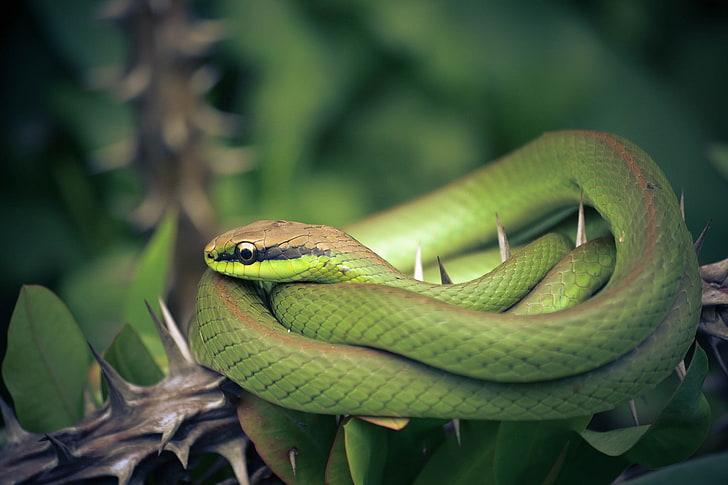 HD wallpaper: animals, Depth Of Field, Green, plants, reptiles, snake,  Thorns | Wallpaper Flare