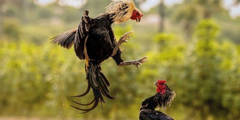 Khám phá luật chơi đá gà miền Nam