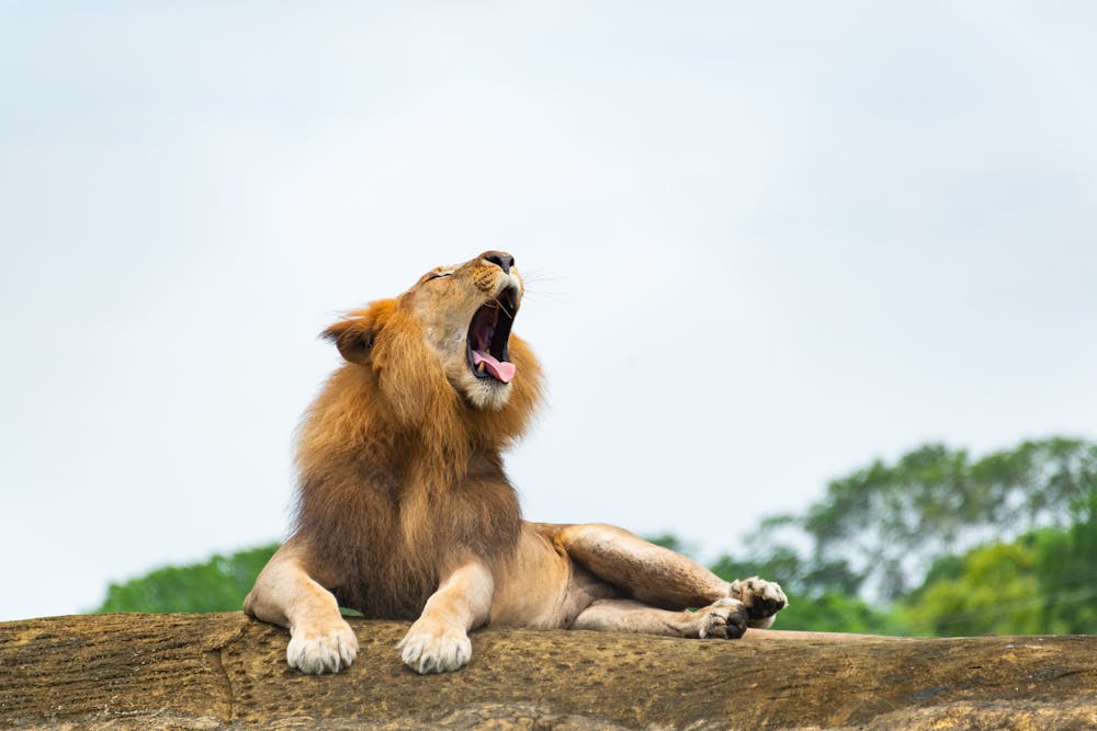 Roaring Lion Lying on Rock