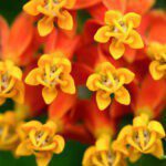 Scarlet Milkweed