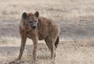 Hyena