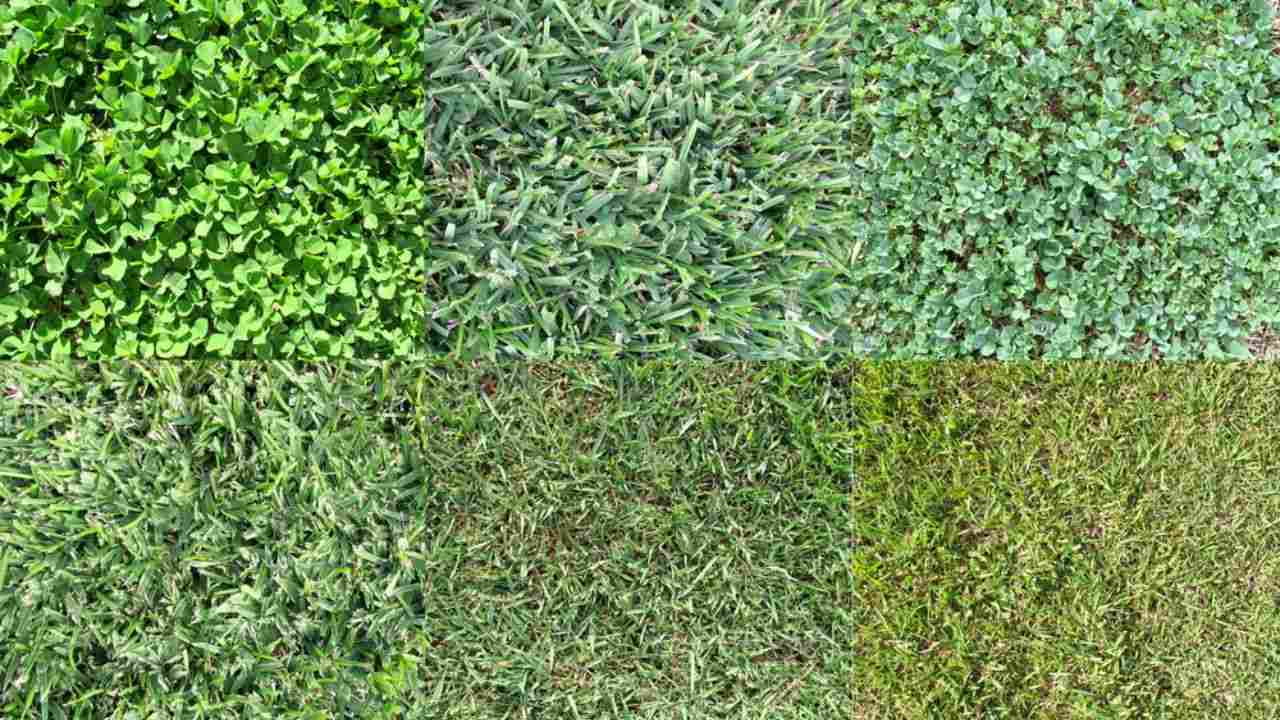 Different Types of Grasses