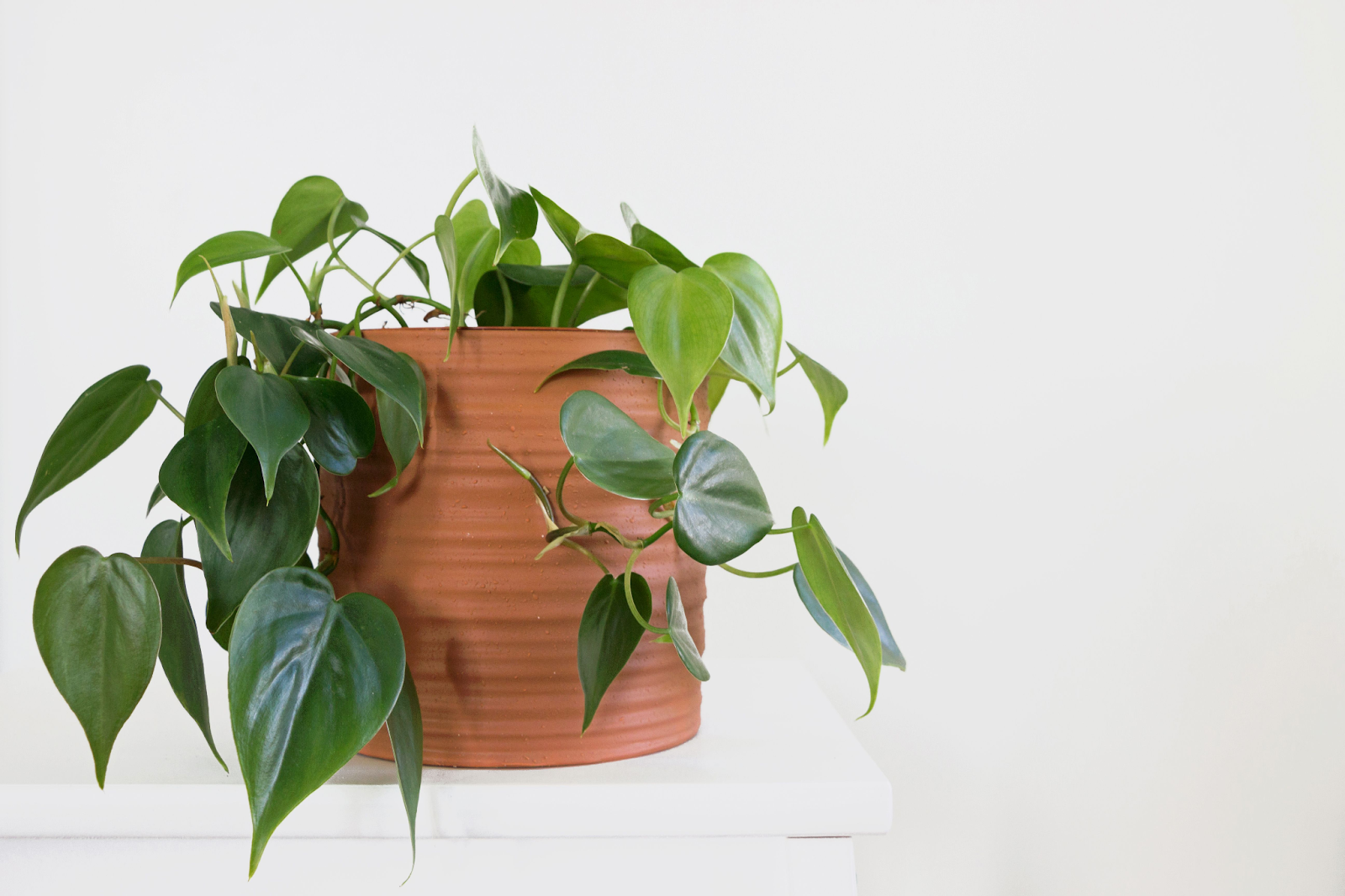 Heart leaf philodendron care: A beginner-friendly plant