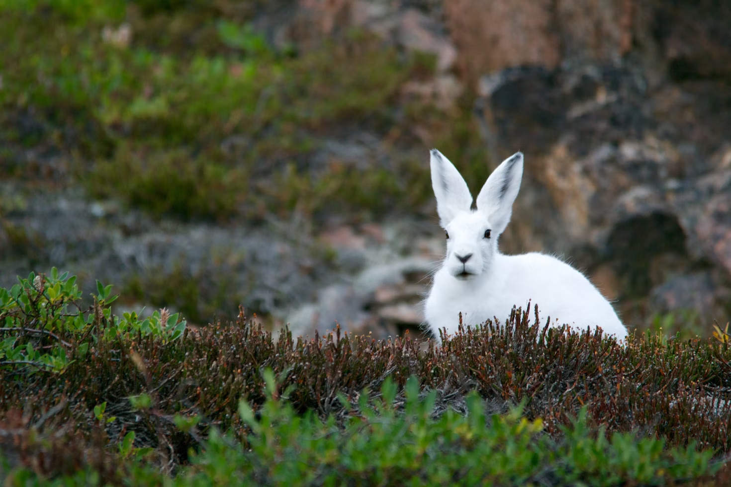 Best White Rabbit Names
