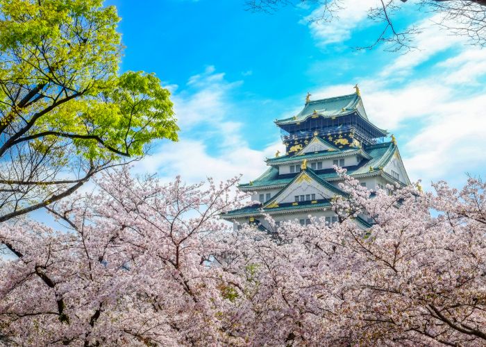 Blooming cherry blossoms with Osaka Castle in the background