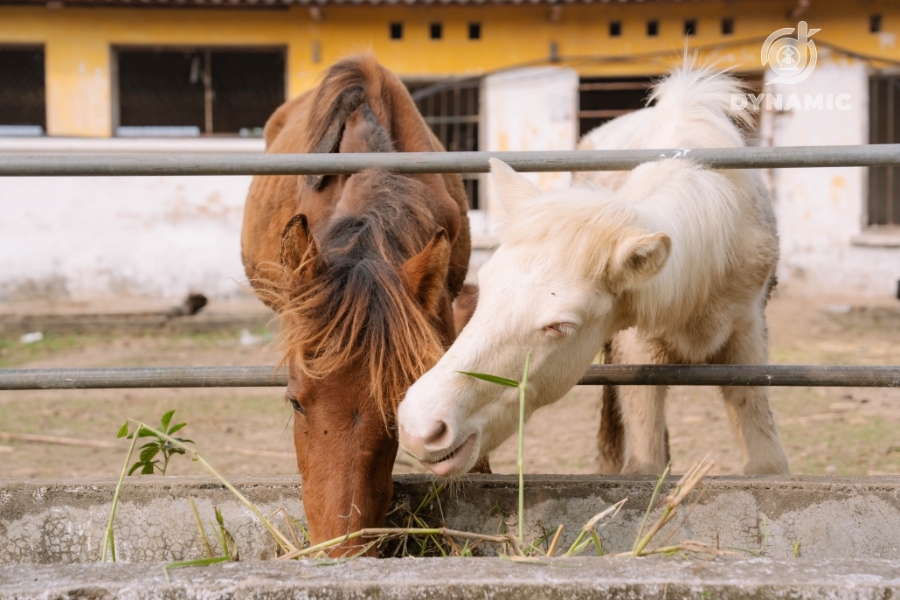 Specialties at Ba Van Horse Farm