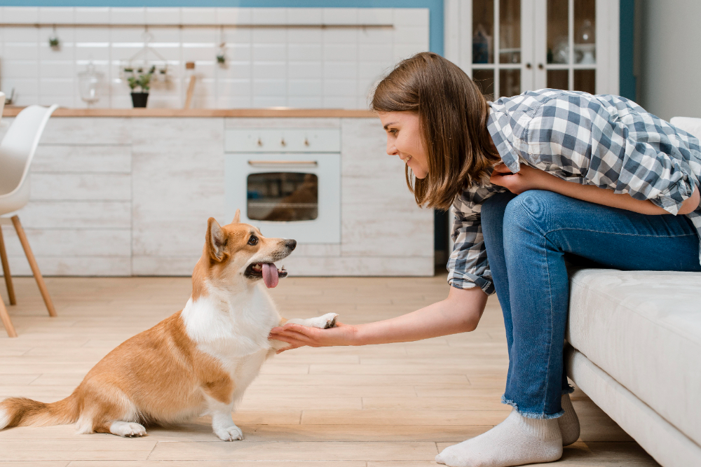 Trusted Dog Boarding Grass Valley Pet Owners Love