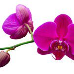 Orchid