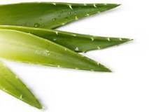 Health Care Tips Aloe Vera Benefits In Hindi | Aloe Vera ...