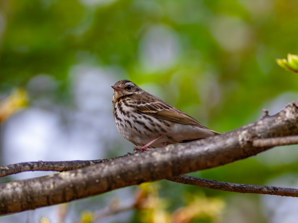 鳥の写真