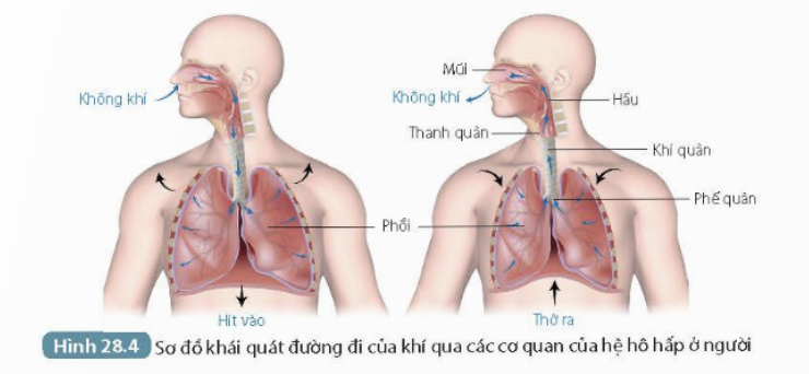 BÀI 28. TRAO ĐỔI KHÍ Ở SINH VẬT MỞ ĐẦUCâu hỏi: Hình bên thể hiện sự trao đổi khí ở người. Trao đổi khí là gì? Quá trình trao đổi khí diễn ra như thế nào ở cơ thể động vật và thực vật?Đáp án chuẩn:Trao đổi khí là quá trình trao đổi sinh vật lấy O2 hoặc CO2, đồng thời thải ra môi trường khí với môi trường O2 hoặc CO2 diễn ra theo cơ chế khuếch tán. Động vật trao đổi khí qua quá trình hô hấp. Thực vật trao đổi khí qua quang hợp và hô hấp.I. TRAO ĐỔI KHÍ Ở SINH VẬTCâu 1: Đọc thông tin trên rồi hoàn thành nội dung theo mẫu Bảng 28.1Đáp án chuẩn:Trao đổi khíKhí lấy vàoKhí thải raỞ thực vậtQuang hợpCO2O2Hô hấpO2CO2Ở động vậtHô hấpO2CO2Câu 2: Trao đổi khí có liên quan gì với hô hấp tế bào?Đáp án chuẩn:Trao đổi khí lấy khí oxygen để cung cấp nguyên liệu cho hô hấp tế bào. Khí carbon dioxide tạo ra từ hô hấp tế bào sẽ được thải ra ngoài qua trao đổi khí.II. TRAO ĐỔI KHÍ Ở THỰC VẬTCâu 1: Cấu tạo tế bào khí khổng phù hợp với chức năng trao đổi khí ở thực vật như thế nào?Đáp án chuẩn:- Khi tế bào hạt đậu trương nước, thành mỏng căng ra → thành dày cong theo → Khí khổng mở rộng giúp thực hiện trao đổi khí.- Khi tế bào hạt đậu mất nước, thành mỏng hết căng, thành dày duỗi thẳng → Khí khổng đóng lại nhưng không đóng hoàn toàn để đảm bảo trao đổi khí vẫn có thể diễn ra.Câu 2: Quan sát Hình 28.1, cho biết sự khác nhau giữa quá trình trao đổi khí qua khí khổng trong hô hấp và quang hợp.Đáp án chuẩn:Trong quang hợp, khí khổng mở cho CO2 từ môi trường khuếch tán vào lá và O2 từ lá khuếch tán vào môi trường qua khí khổng.Câu 3: Quá trình trao đổi khí chịu ảnh hưởng của những yếu tố nào? Cây bị thiếu nước ảnh hưởng như thế nào đến quá trình trao đổi khí?Đáp án chuẩn:- Yếu tố: ánh sáng, nước.- Khi cây bị thiếu nước, thành mỏng hết căng và thành dày duỗi thẳng, khí khổng đóng lại → quá trình trao đổi khí bị ảnh hưởng.III. TRAO ĐỔI KHÍ Ở ĐỘNG VẬT