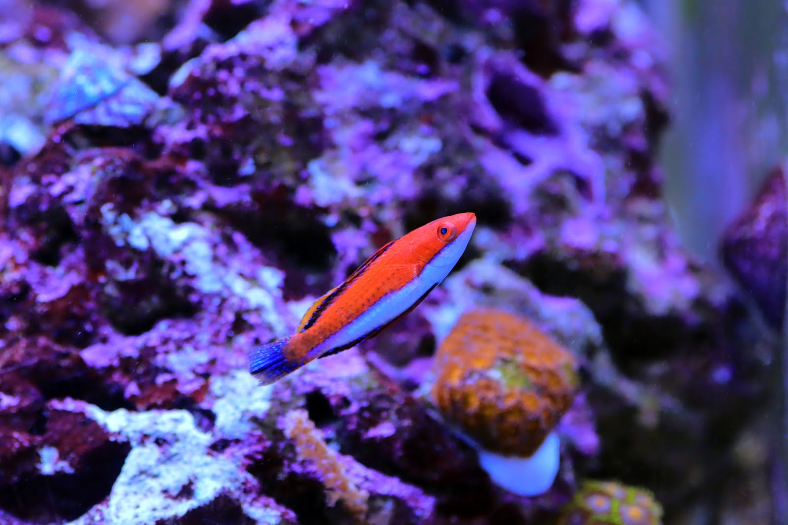 Naoko Fairy Wrasse