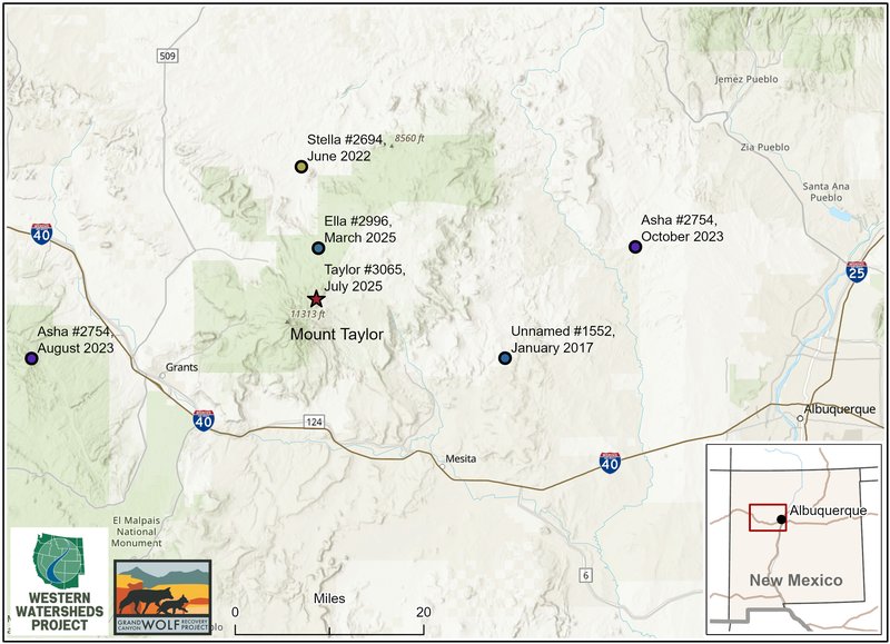 RSMexican-gray-wolves-Mt-Taylor-FPWC-hpr