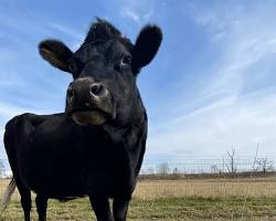 Image of Buttercup cow