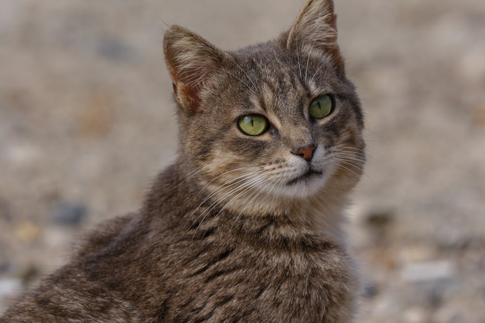 Close-up Portrait of a Tabby Cat Outdoors