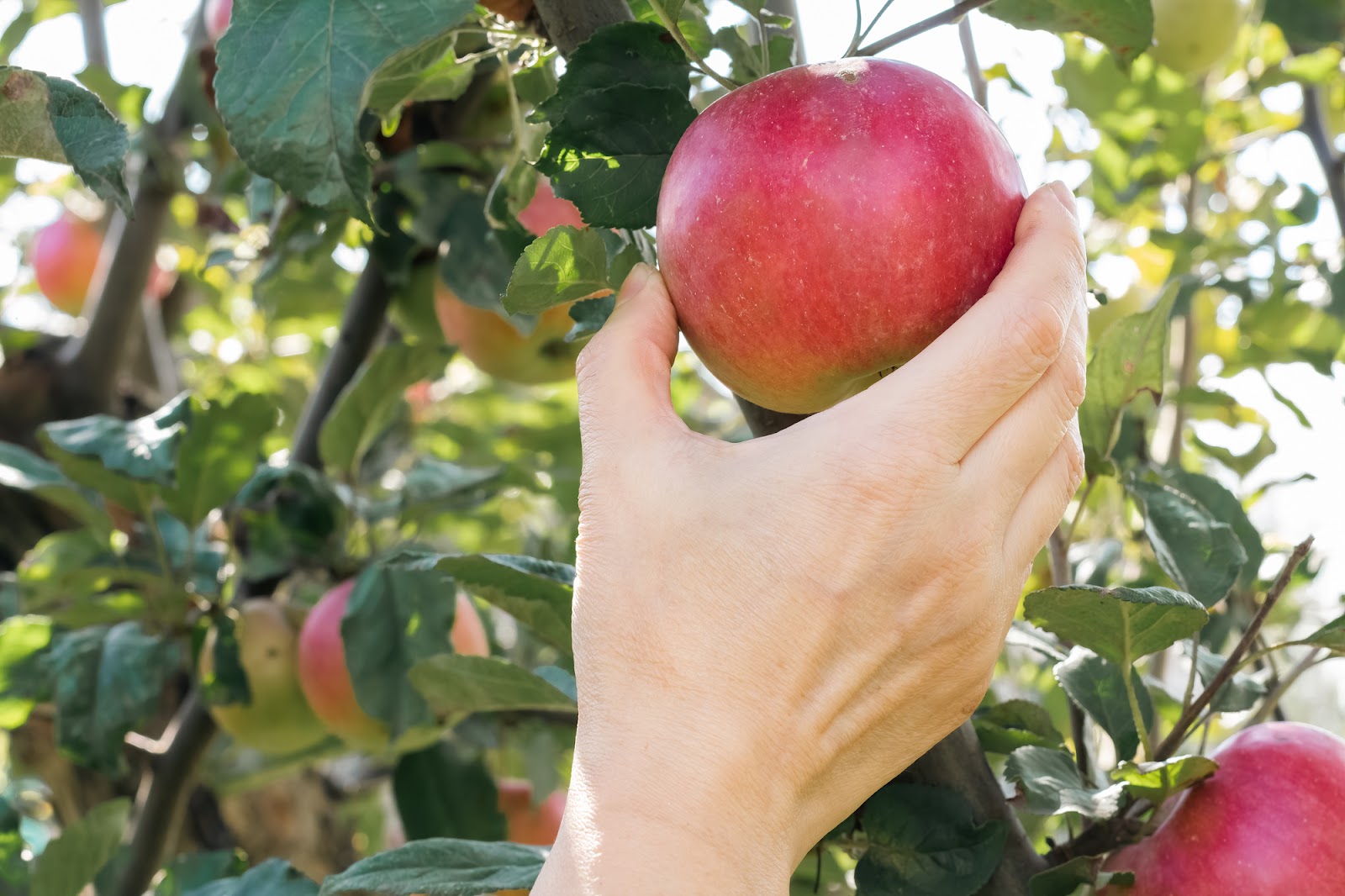 picking apple