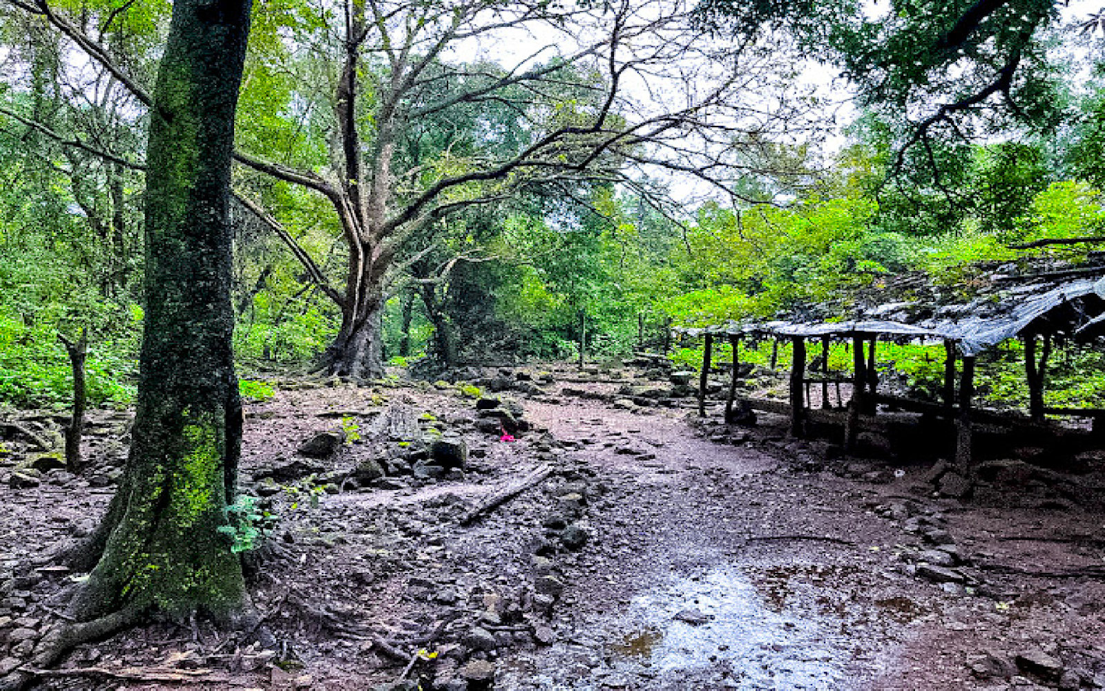 Ganesh Ghat Trek trail winding through lush greenery with stunning vistas in Bhimashankar region