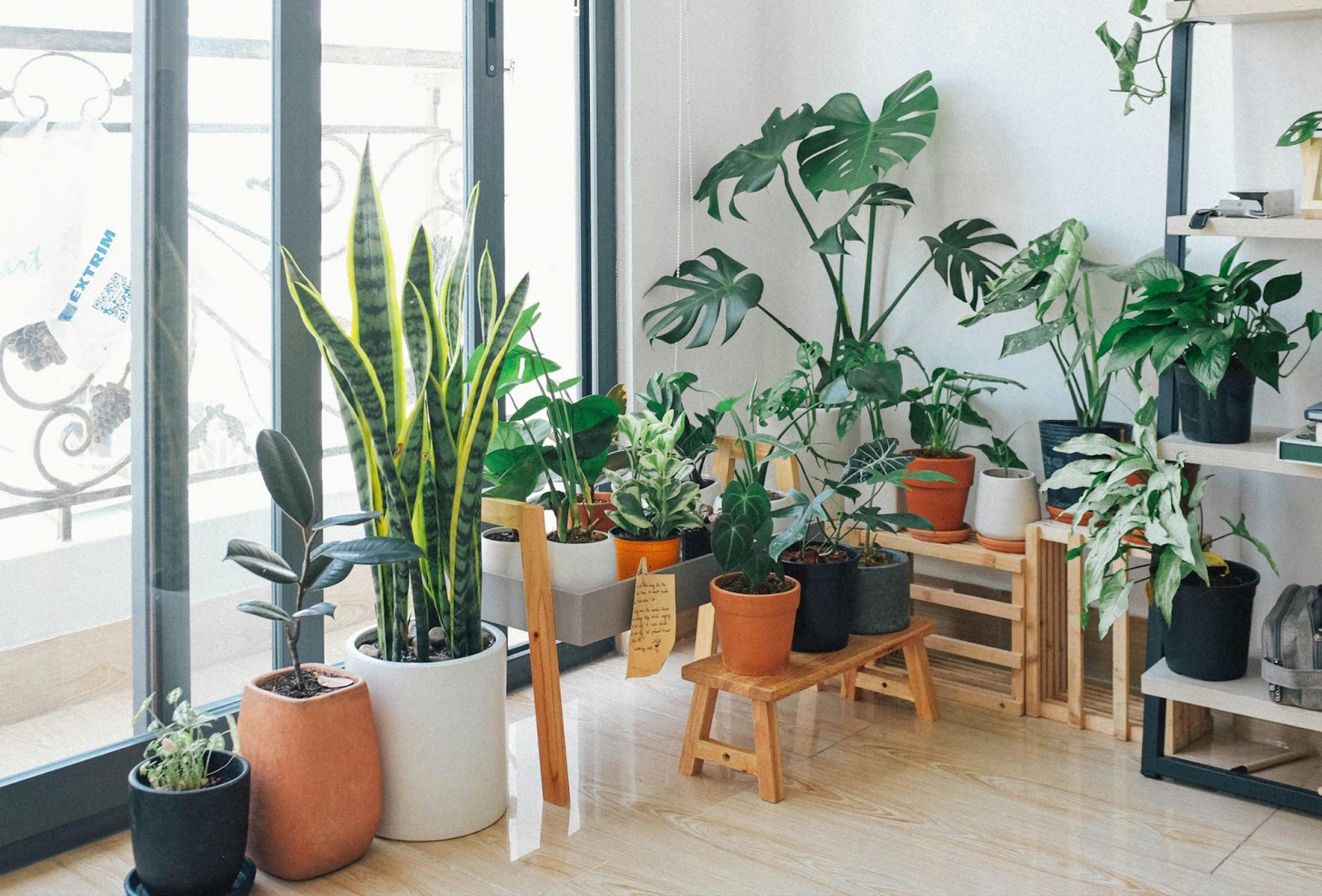 A well-lit indoor space with a variety of potted plants, including tall snake plants, lush monstera, and other greenery, arranged near large windows.