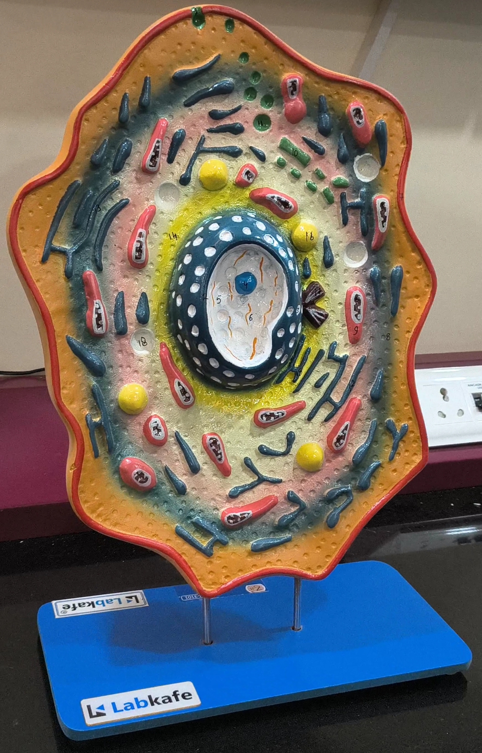 Model of the animal cell by Labkafe. Lab equipment to teach fasting induced autophagy