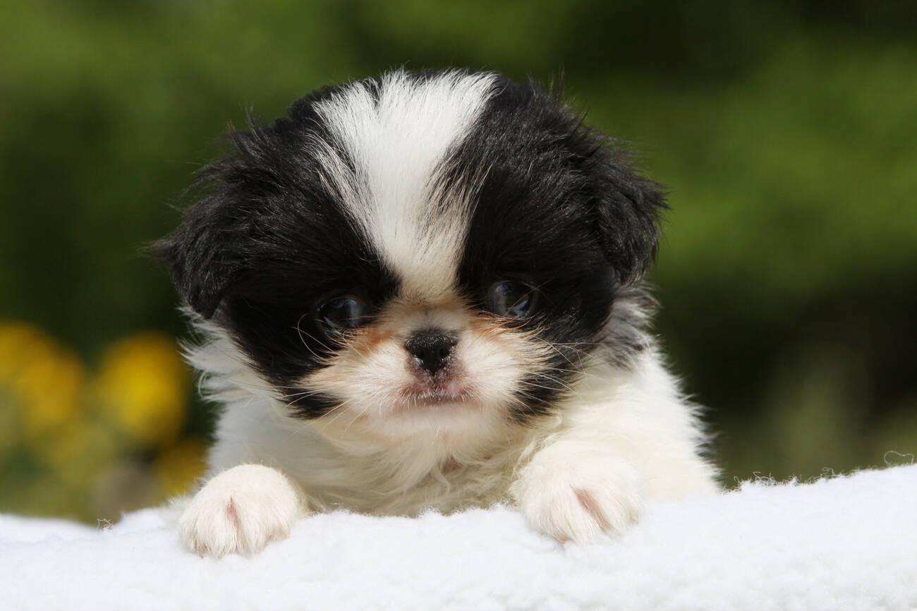 Japanese Chin