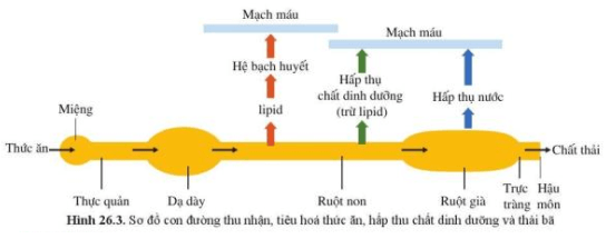 BÀI 26. TRAO ĐỔI NƯỚC VÀ CÁC CHẤT DINH DƯỠNG Ở ĐỘNG VẬT