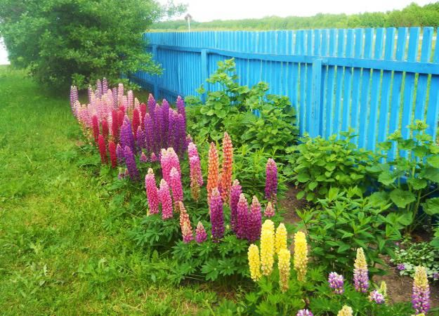 Lupines Role in Modern Landscaping