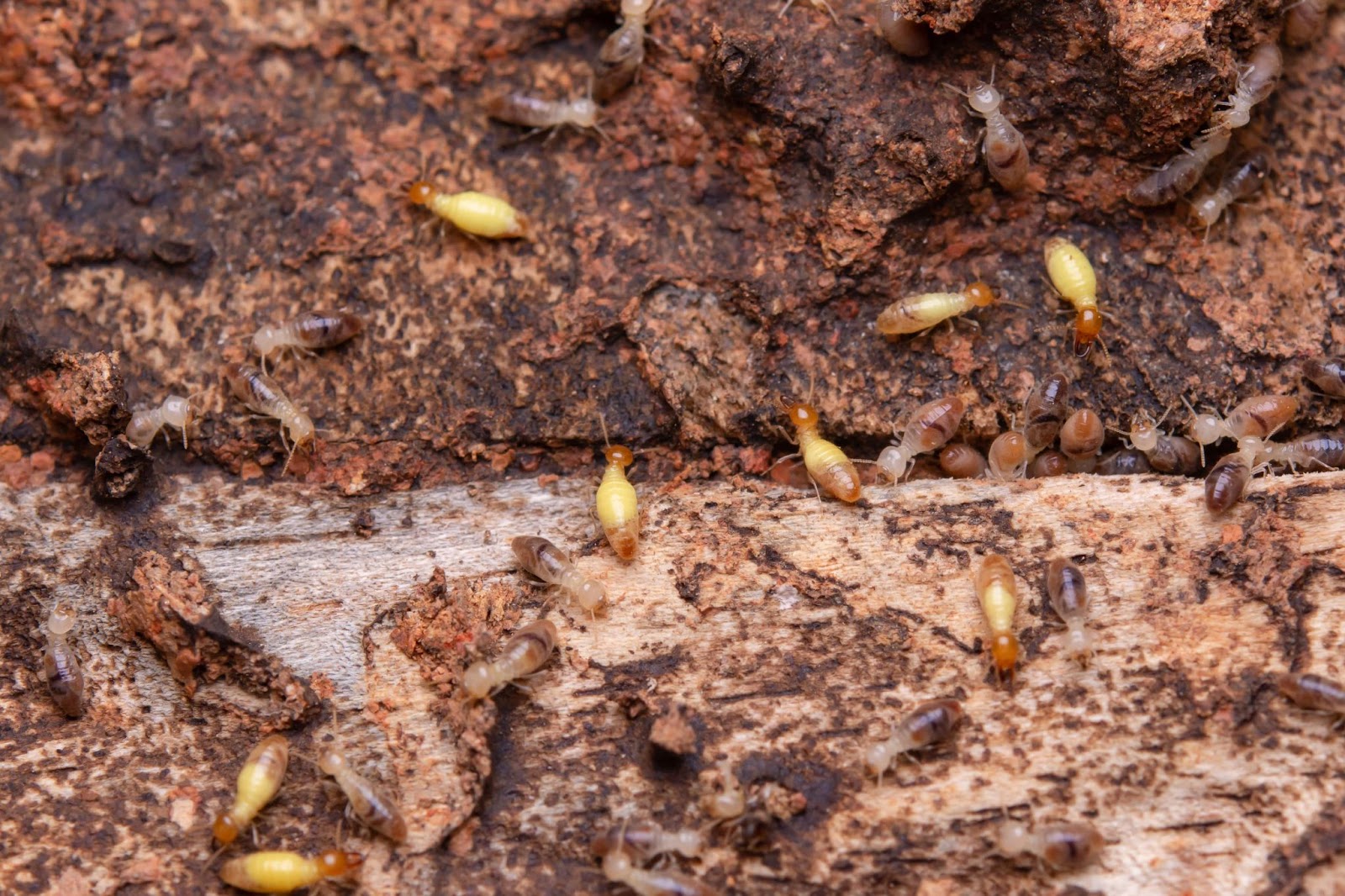 Close-up of termites on a damaged wooden surface, highlighting the importance of Dallas termite control services