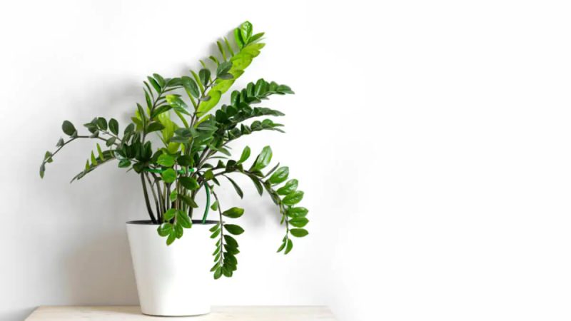 Tỷ Lệ Kèo Hôm Nay – Cập Nhật Chuẩn Từng Giây Tại Kèo Nhà Cái-4