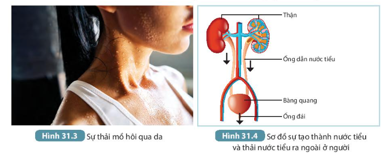 BÀI 31. TRAO ĐỔI NƯỚC VÀ CHẤT DINH DƯỠNG Ở ĐỘNG VẬT  MỞ ĐẦUCâu hỏi: Có bao giờ em tự hỏi chiếc bánh mì thơm ngon, hấp dẫn sẽ biến đổi như thế nào sau khi em ăn nó?Đáp án chuẩn:Sẽ được biến đổi thành các chất đơn giản để cơ thể có thể hấp thu được.I. CON ĐƯỜNG THU NHẬN VÀ TIÊU HÓA THỨC ĂN TRONG ỐNG Ở ĐỘNG VẬTCâu hỏi: Quan sát hình 31.2 hãy mô tả con đường thu nhận và tiêu hóa thức ăn trong ống tiêu hóa ở ngườiĐáp án chuẩn:Từ miệng, thức ăn → ống tiêu hoá → biến đổi thành các chất dinh dưỡng để cơ thể hấp thụ vào máu và cung cấp cho các cơ quan. Các chất thải ra khỏi cơ thể dưới dạng phân.II. NHU CẦU SỬ DỤNG NƯỚC VÀ CON ĐƯỜNG TRAO ĐỔI NƯỚC Ở ĐỘNG VẬTCâu 1: Em có thể bổ sung nước cho cơ thể bằng cách?Đáp án chuẩn:Bằng thức ăn và nước uống.Câu 2: Quan sát hình 31.2 và 31.4 cho biết nước đào thải ra khỏi cơ thể như thế nào?Đáp án chuẩn:Nước đào thải qua nước tiểu và mồ hôi. Ống dẫn nước tiểu đưa xuống bàng quang và thải ra ngoài qua ống đái.Câu 3: Theo khuyến nghị năm 2012 của viện dinh dưỡng quốc gia, trẻ em ở tuổi vị thành niên cần 40 ml nước/1 kg thể trọng mỗi ngày. Dựa vào khiến nghị này hãy tính lượng nước cần uống của bản thân để đảm bảo nhu cầu nước cho cơ thể.Đáp án chuẩn:Cơ thể em nặng khoảng 45 kg thì mỗi ngày em cần uống:  1680 mlIII. Sự vận chuyển các chất ở động vậtCâu hỏi: Đọc thông tin mục III kết hợp quan sát hình 31.5 mô tả con đường vận chuyển các chất ở động vật và ngườiĐáp án chuẩn:- Vòng tuần hoàn nhỏ đưa máu đỏ thẫm nghèo O2 từ tim → phổi → máu nhận O2 và thải CO2 → máu đỏ tươi → tim.- Vòng tuần hoàn lớn đưa máu đỏ tươi giàu O2 và các chất dinh dưỡng → các tế bào, mô, cơ quan, rồi nhận \chất bài tiết và CO2 → máu đỏ thẫm → tim.IV. Vận dụng hiểu biết về trao đổi chất và chuyển hóa năng lượng ở động vật vào thực tiễn1. Những nguy cơ khi thiếu hoặc thừa dinh dưỡngCâu 1: Giải thích vì sao chúng ta nên ăn đa dạng các loại thức ăn mà không nên chỉ ăn một loại thức ăn dù loại thức ăn đó rất bổ dưỡngĐáp án chuẩn:Vì mỗi loại thức ăn chỉ chứa một số loại chất dinh dưỡng nhất định, nếu chỉ ăn một loại thức ăn thì cơ thể sẽ có nguy cơ thiếu hụt chất dinh dưỡng.Câu 2: Xây dưng thực đơn cho mỗi bữa ăn trong một ngày để đảm bảo chế độ ăn cân đối và đầy đủ chất dinh dưỡngĐáp án chuẩn:- Bữa sáng: bánh mì + trứng + sữa- Bữa trưa: 1 bát cơm + rau + tôm- Bữa tối: 1 bát cơm + rau + thịt2. Vệ sinh ăn uống