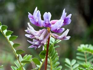 A purple flower with green leaves

Description automatically generated