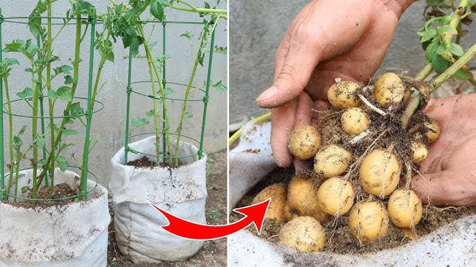 Harvesting Potatoes