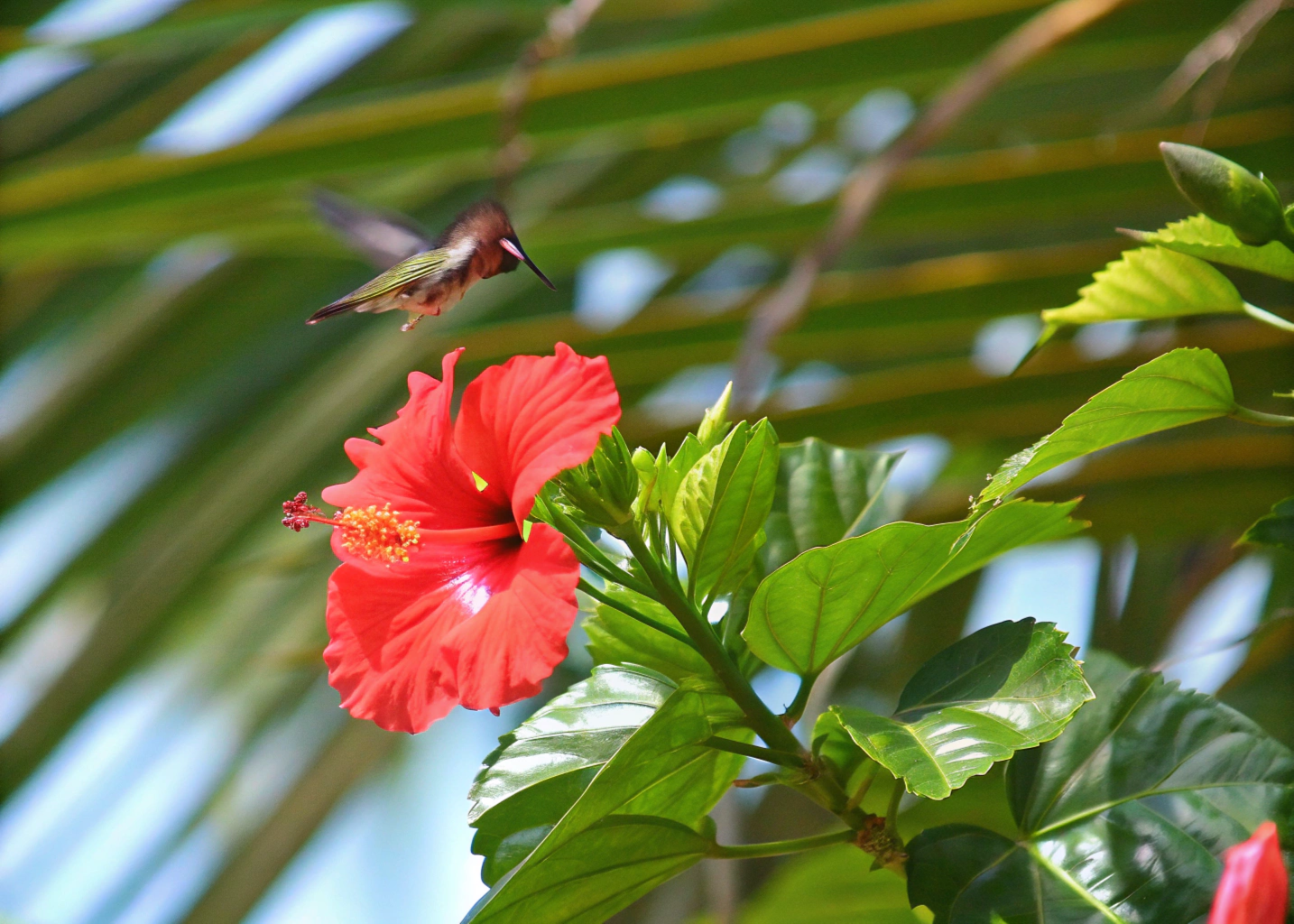 Flor de hibisco vermelho com um beija-flor