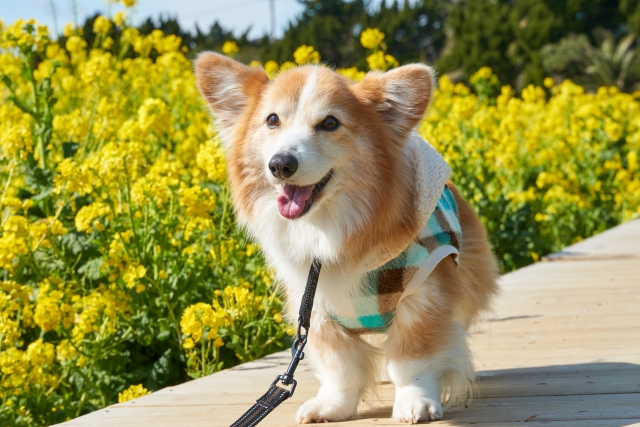 なの花畑のコーギー