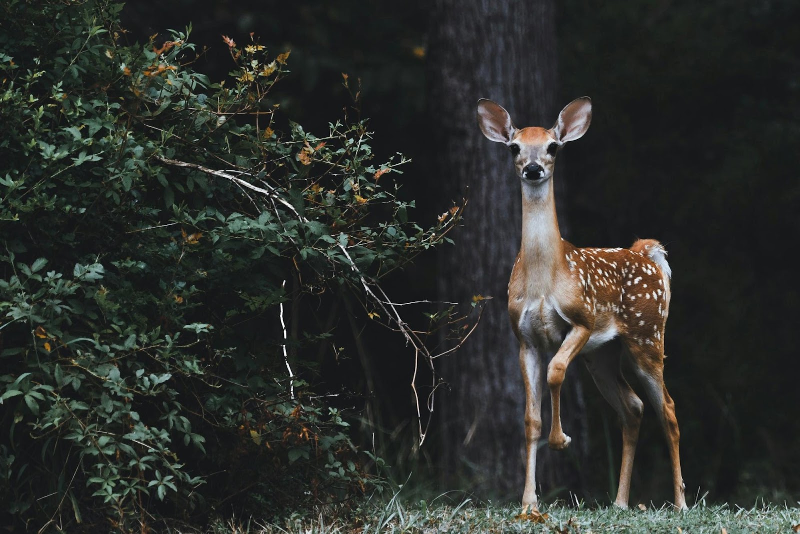 Ethical wildlife safari in South Africa