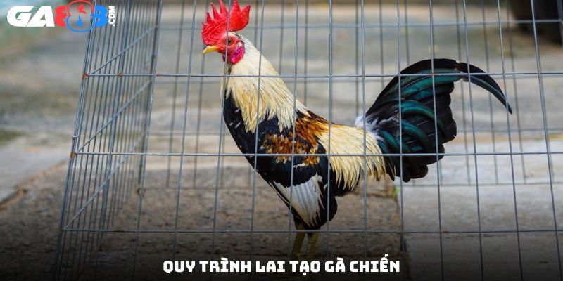 Quy trình lai tạo gà chiến