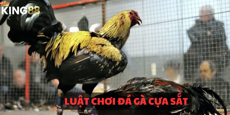 Luật chơi đá gà cựa sắt cho những ai mới tham gia 