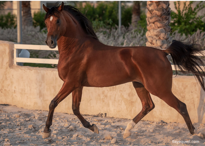 Arabian Horse Names