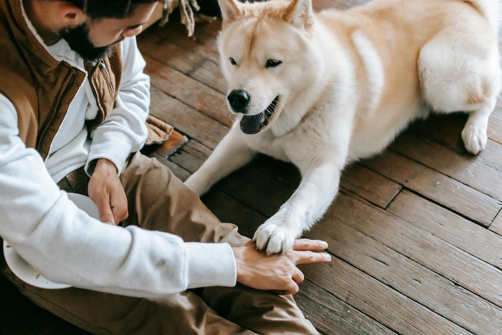 Man Training White Dog