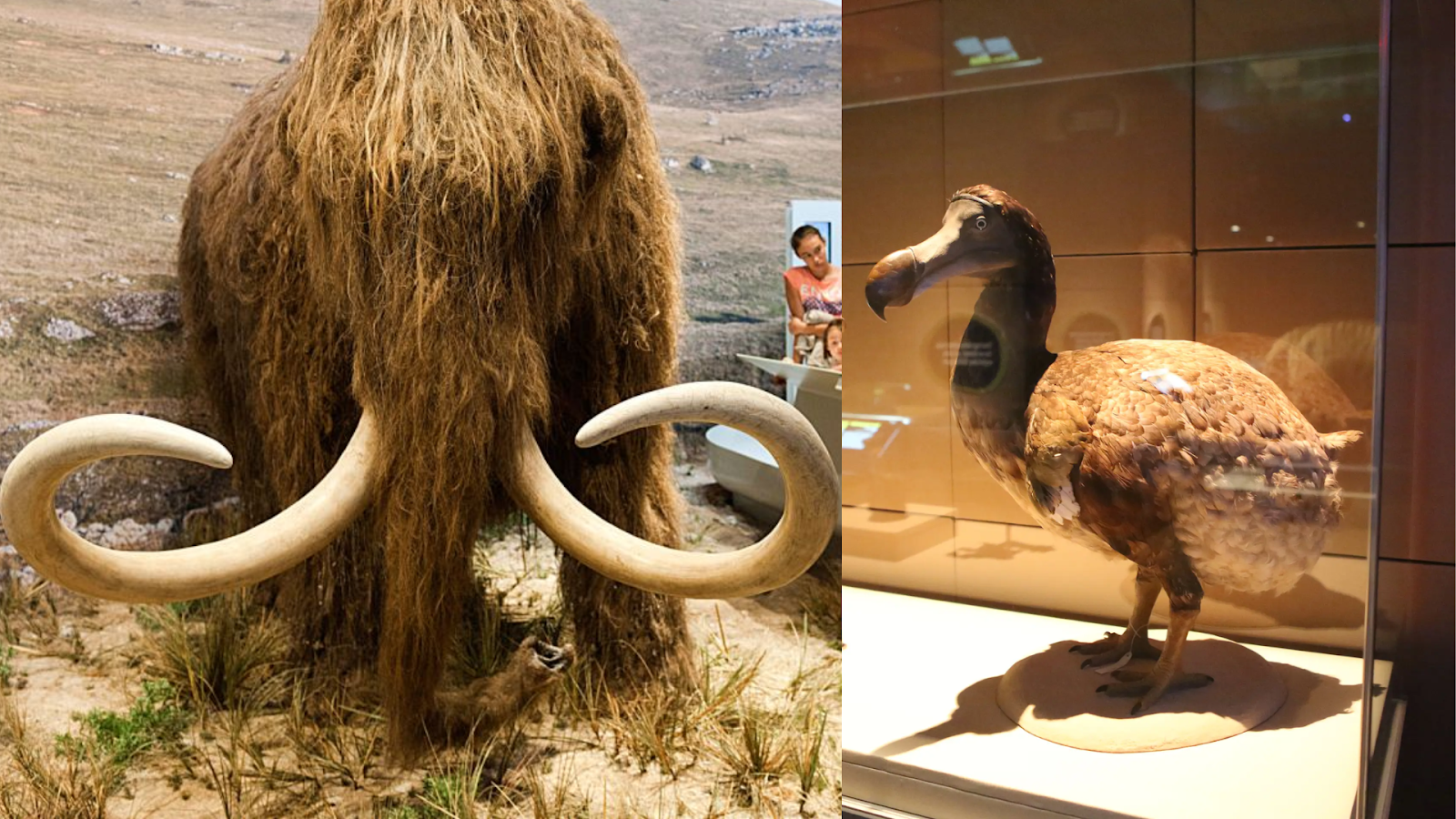 mammoth, the dodo, 