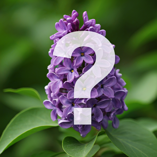 Frequently Asked Questions about Syringa