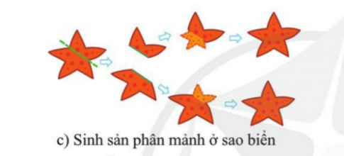 BÀI 33. SINH SẢN HỮU TÍNH Ở ĐỘNG VẬT MỞ ĐẦUCâu hỏi: Quan sát hình 32.1d và 32.3c, nêu sự khác nhau về hình thức sinh sản ở cá và sao biển. Cho biết tên hình thức sinh sản của cáĐáp án chuẩn:Ở cá, các cá thể mới được tạo ra nhờ sự kết hợp giữa con đực và cái qua thụ tinh. Ở sao biển, cá thể mới được tạo ra không có sự kết hợp giữa con đực và con cái. I. KHÁI NIỆM SINH SẢN HỮU TÍNHCâu 1: Lập bảng so sánh sinh sản vô tính và hữu tính theo gợi ý.Đáp án chuẩn:Giống: tạo ra các cá thể mới từ các thể ban đầuKhác:II. SINH SẢN HỮU TÍNH Ở THỰC VẬT CÓ HOACâu 2: Quan sát hình 33.1, mô tả các bộ phận của hoa lưỡng tính.Đáp án chuẩn:Đài hoa, cánh hoa, nhị hoa, nhuỵ hoa, noãn hoaCâu 3: Quan sát hình 33.2, nêu đặc điểm của hoa đơn tính. Phân biệt hoa đơn tính với hoa lưỡng tínhĐáp án chuẩn:Đặc điểm: chỉ chứa duy nhất một cơ quan sinh sản là đực hoặc cái. Phân biệt: + Hoa đơn tính chứa các cơ quan sinh sản đực và cái trong hoa riêng biệt. + Hoa lưỡng tính chứa các cơ quan sinh sản đực và cái trong cùng một bông hoa.Câu hỏi 1: Hãy lấy thêm ví dụ về hoa đơn tính và hoa lưỡng tính.Đáp án chuẩn:Hoa đơn tính: hoa bưởi, hoa cam, hoa lúa, hoa chuối,…Hoa lưỡng tính: hoa mướp, hoa bí, hoa ngô, hoa su su,…Vận dụng 1Câu hỏi: Quan sát 3-5 bông hoa của các loài cây khác nhau, xác định các bộ phận cấu tạo của hoa. Lập bảng về các đặc điểm mỗi bộ phận theo gợi ý trong bảng 33.2.Đáp án chuẩn:Tên loài hoaMàu sắc hoaSố cánh hoaSố nhị hoaNhụy hoa (có/không)Hoa đơn tính/lưỡng tínhHoa bưởiTrắng525,8 ± 1,15 nhị/hoaKhôngĐơn tínhHoa hồngĐỏ35Nhiều nhịCóLưỡng tínhHoa senHồng8Nhiều nhịCóLưỡng tínhCâu 4: Quan sát hình 33.3, nêu sự khác nhau giữa tự thụ phấn và thụ phấn chéo.Đáp án chuẩn:Tự thụ phấn là quá trình giao phối xảy ra ở giữa hai bông hoa của cùng một cây. Thụ phấn chéo là quá trình lai xa giữa hai loài thực vật cùng loài và các loài hoa khác nhau. Câu 5: Lấy ví dụ về hoa thụ phấn nhờ gió, nhờ sâu bọ, nhờ con người.Đáp án chuẩn:Hoa thụ phấn nhờ gió: ngô, hoa bồ công anh, lúa.Hoa thụ phấn nhờ sâu bọ: hoa cam, bưởi.Hoa thụ phấn nhờ con người: hoa bí, bầu, mướp.Câu hỏi 2: Giải thích vì sao phải bảo vệ một số loài côn trùng thụ phấn cho câyĐáp án chuẩn:Vì có những loài thực vật không thể tự thụ phấn được mà cần nhờ đến các loài côn trùng.Vận dụng 2Câu hỏi: Vì sao ở các vườn trồng cây như nhân, vải, xoài người ta thường kết hợp nuôi ong? Đáp án chuẩn:Vì ong giúp thụ phấn cho cây, giúp tăng số lượng hoa được thụ phấn; còn có thể lấy mật.Câu 6: Quan sát hình 33.4 trình bày sự hình thành quả cà chuaĐáp án chuẩn:Sau khi được thụ tinh noãn phát triển thành hạt và bầu nhuỵ phát triển thành quả chứa hạt. Hạt chứa phôi phát triển thành cơ thể mới.Câu hỏi 3: Trình bày quá trình thụ phấn, thụ tinh và sự hình thành hạt, quả.Đáp án chuẩn:- Thụ phấn: là quá trình hạt phấn được chuyển từ nhị đến đầu nhụy. - Thụ tinh: là quá trình kết hợp giữa giao tử đực và giao tử cái tạo hợp tử.- Sự hình thành hạt, quả: noãn phát triển thành hạt và bầu nhụy phát triển thành quả chứa hạt.Vận dụng 3Câu 1: Nêu vai trò của quả và hạt đối với thực vật, động vật và con ngườiĐáp án chuẩn:Bảo vệ hạt, hấp dẫn động vật ăn quả giúp cho sự phát tán nòi giống, nguồn cung cấp chất dinh dưỡng quan trọng cho con người.Tìm hiểu thêm: Tìm hiểu cơ chế lớn lên của quả.Đáp án chuẩn:Sau khi thụ tinh xong thì phôi phát triển thành hạt và bầu lớn lên thành quả. III. SINH SẢN HỮU TÍNH Ở ĐỘNG VẬTCâu 7: Mô tả khái quát quá trình sinh sản hữu tính ở động vật. Lấy ví dụ ở động vật đẻ con và động vật đẻ trứngĐáp án chuẩn:- Sinh sản hữu tính: Hình thành tinh trùng và hình thành trứng → thụ tinh → hợp tử → phôi → cơ thể mới.- Ví dụ:+ Động vật đẻ con: Chó đực và cái giao phối + Động vật đẻ trứng: Gà trống và gà mái giao phối Câu hỏi 4: Lấy ví dụ động vật đẻ trứng, động vật đẻ con và cho biết các giai đoạn của quá trình sinh sản ở động vật đó.Đáp án chuẩn:- Động vật đẻ trứng: gà, vịt,… → Các giai đoạn: Con đực và con cái giao phối → hợp tử nằm trong trứng đã được thụ tinh → đẻ ra ngoài, ấp đủ nhiệt độ → phôi → cơ thể mới → phá vỡ vỏ trứng chui ra.- Động vật đẻ con: lợn, chó,… → Các giai đoạn: Con đực và cái giao phối → hợp tử → phôi → cơ thể mới → con non sẽ được đẻ ra ngoài.Câu 8: Quan sát hình 33.5, nêu các giai đoạn của quá trình sinh sản ở người.Đáp án chuẩn:Tinh trùng ở giới nam kết hợp với trứng ở giới nữ được thụ tinh thành hợp tử → phôi thai → em bé hoàn thiện và được sinh ra.Luyện tập: Cho các từ, cụm từ: trứng, gà con, ấp trứng, thụ tinh, tinh trùng, hợp tử. Sử dụng các từ đã cho để hoàn thành sơ đồ các giai đoạn sinh sản ở gà.Đáp án chuẩn:(1) trứng(2) thụ tinh(3) hợp tử(4) ấp trứng(5) gà con(6) tinh trùngVận dụng 4Câu hỏi: Nêu ưu điểm của việc mang thai và sinh con ở động vật có vú so với đẻ trứng ở các loài động vật khác.Đáp án chuẩn:Giúp phôi được nuôi dưỡng và bảo vệ tốt, chất dinh dưỡng từ cơ thể mẹ được vận chuyển qua nhau thai để nuôi dưỡng bào thai.Câu 9: Nêu một số ứng dụng sinh sản hữu tính trong thưc tiễn và cho ví dụ minh hoạĐáp án chuẩn:Lai tạo và chọn lọc những giống lúa, ngô cho năng suất cao, bò cho sữa với chất lượng tốt, lợn cho tỉ lệ nạc cao.Vận dụng 5