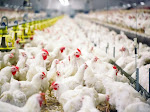 Mengenal Ayam Broiler, Ciri-Ciri dan Kelebihannya