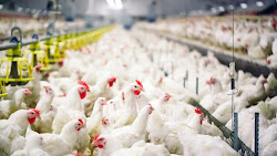 Mengenal Ayam Broiler, Ciri-Ciri dan Kelebihannya