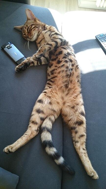 A cat lying on a couch

Description automatically generated