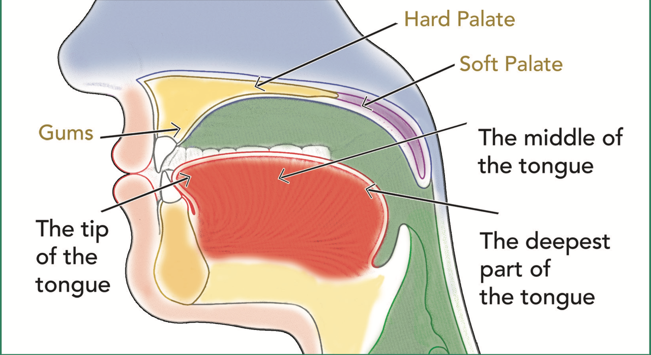 What Are The Parts Of Tongue In Arabic?
