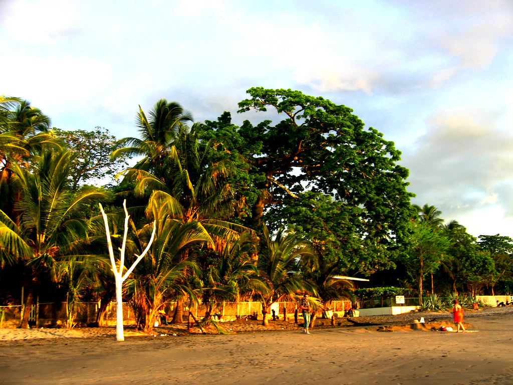 Brown sand at the border of beach and there are many tall trees
