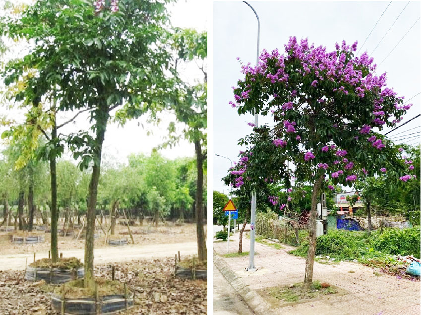 Cây Bằng Lăng - Sắc Hoa Tím Nơi Đô Thị Nhộn Nhịp