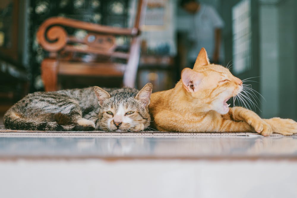 Two Orange and Brown Cats Reclined on Brown Rug