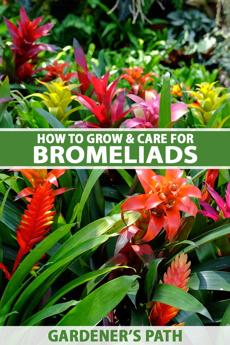 Bromeliad Plant Care